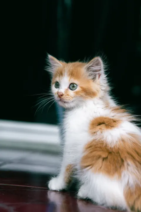 Kitten Phone Wallpaper · pets · 1440×2160