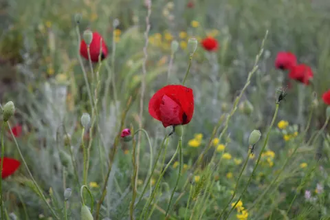 पॉपी का खेत 4K वॉलपेपर · flowers · 3840×2560
