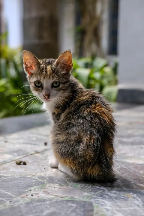 Kitten Phone Wallpaper · pets · 1440×2160
