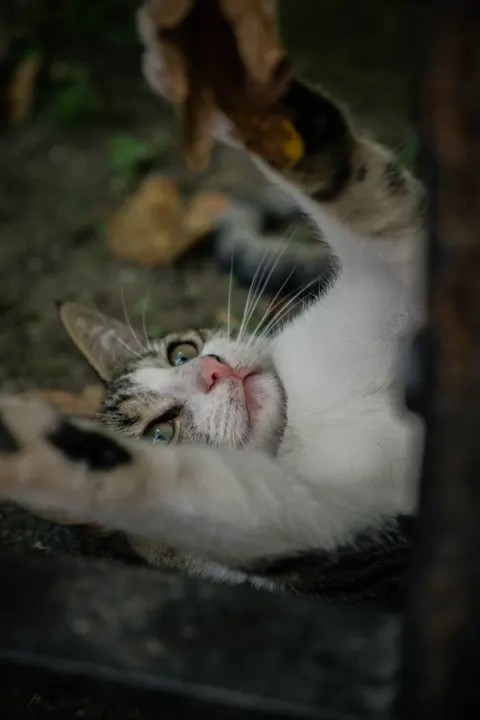 Kitten Phone Wallpaper · pets · 1440×2160