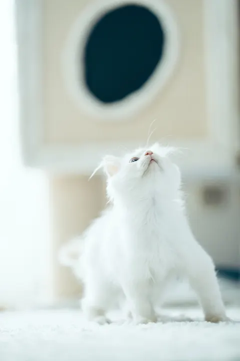 小猫 手机壁纸 · pets · 1440×2160