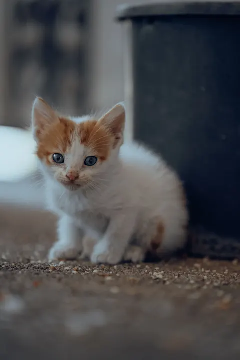 Kitten Phone Wallpaper · pets · 1440×2160