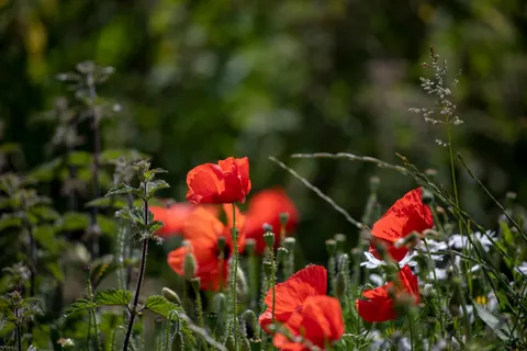 Papel de parede Campo de papoulas 4K · flowers · 3840×2560