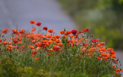 पॉपी का खेत 4K वॉलपेपर · flowers · 3840×2400