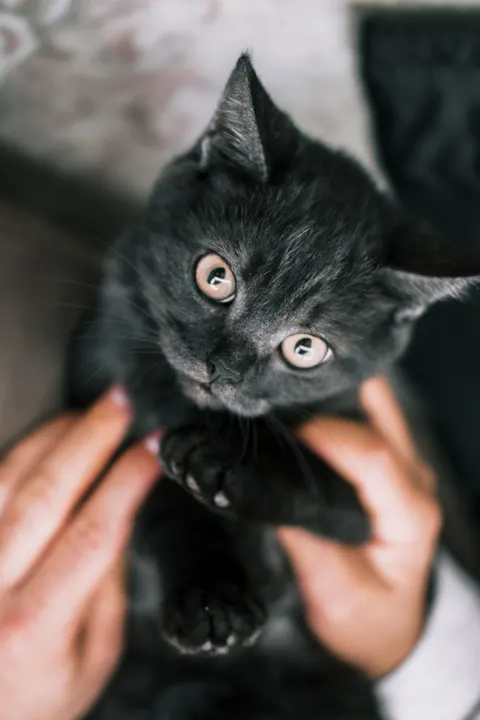 هرة صغيرة خلفية للجوال · pets · 1440×2160
