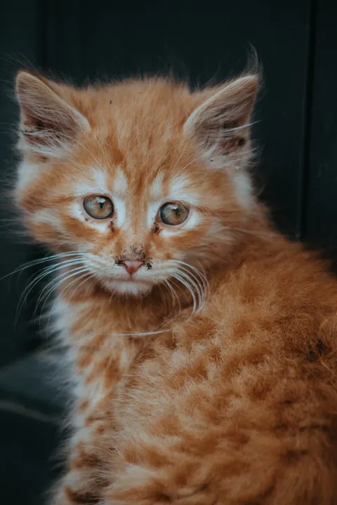 Котёнок обои для телефона · pets · 1440×2160