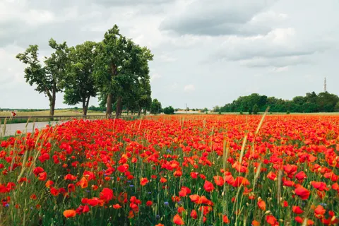 Fond d'écran Champ de coquelicots 4K · flowers · 3840×2560