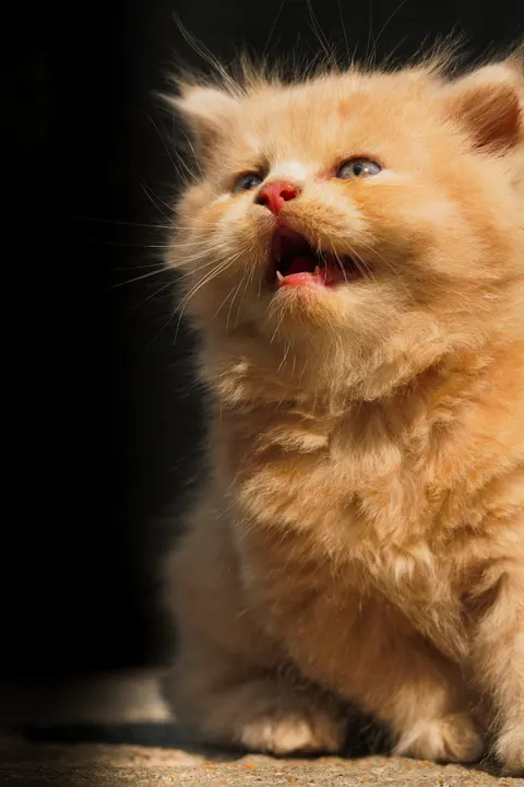 Kitten Phone Wallpaper · pets · 1440×2160