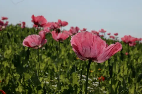 Mohnfeld 4K Hintergrundbild · flowers · 3840×2560