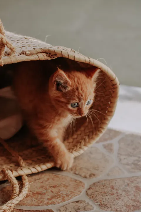 Kitten Phone Wallpaper · pets · 1440×2160