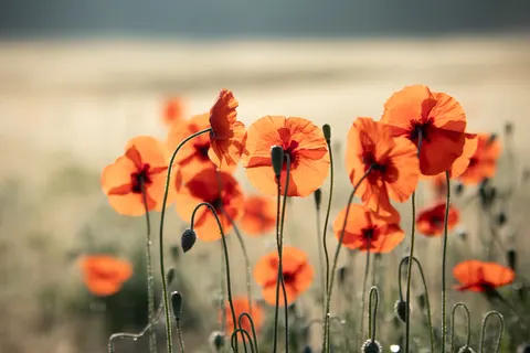 Fondo de pantalla Campo de amapolas 4K · flowers · 3840×2560