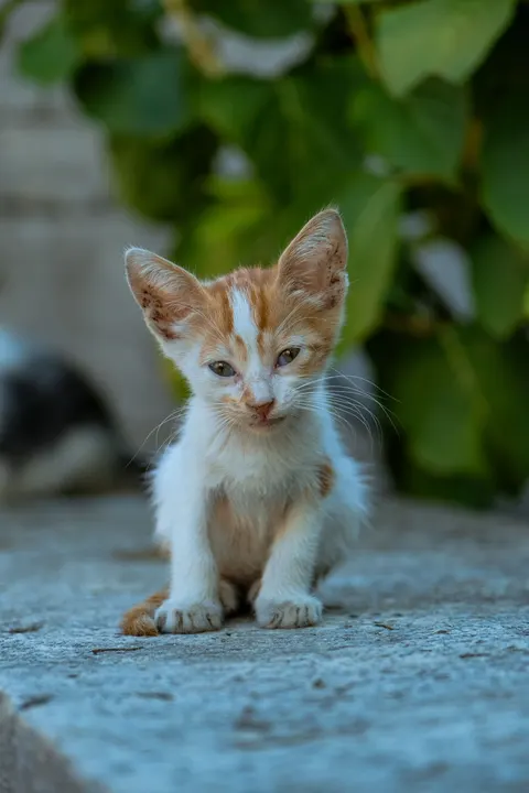 Kitten Phone Wallpaper · pets · 1440×2160