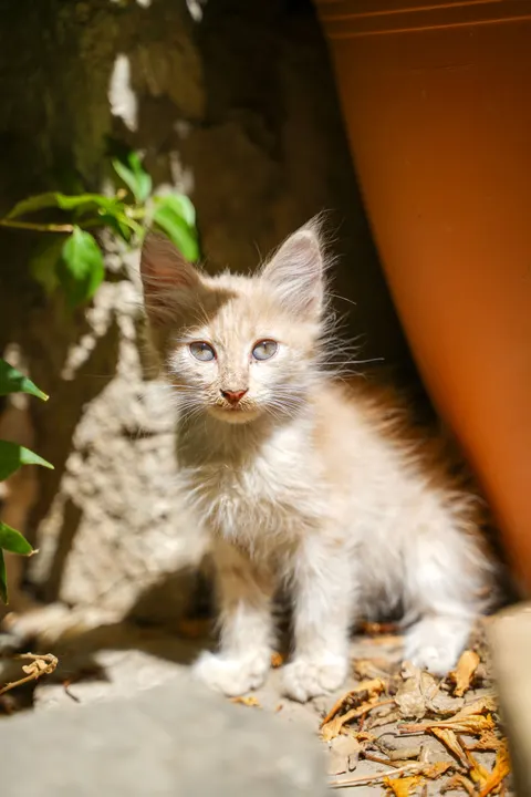 Kitten Phone Wallpaper · pets · 1440×2159