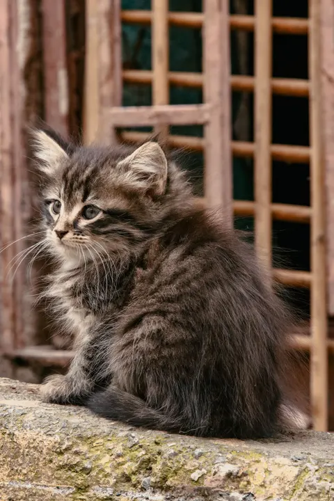 Kitten Phone Wallpaper · pets · 1440×2160