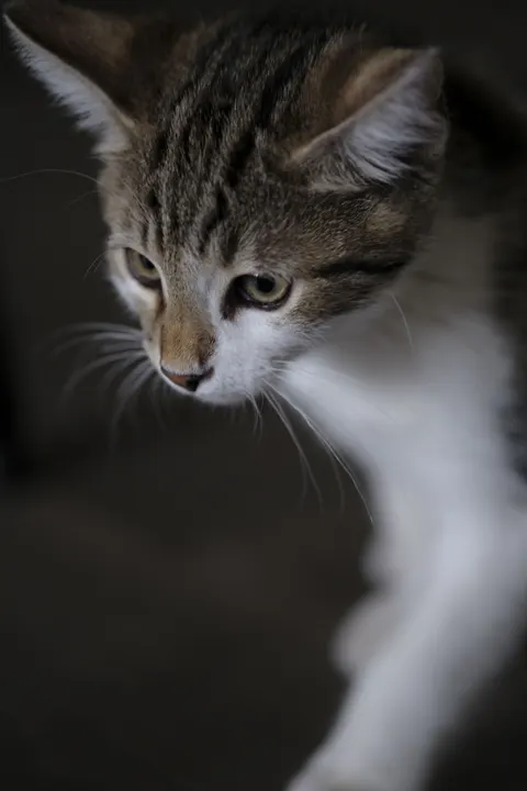 Kitten Phone Wallpaper · pets · 1440×2160