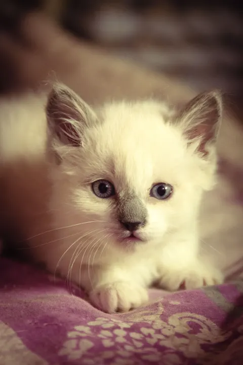 Kitten Phone Wallpaper · pets · 1440×2160
