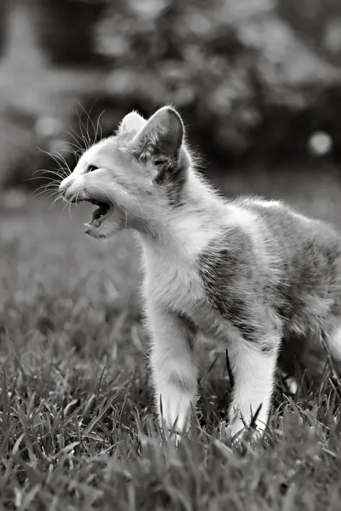 Fond d'écran mobile Chaton · pets · 1440×2160