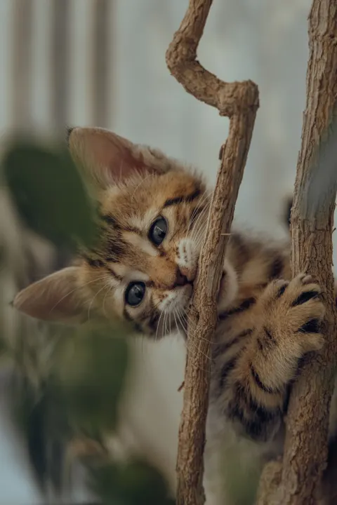 Kitten Phone Wallpaper · pets · 1440×2160