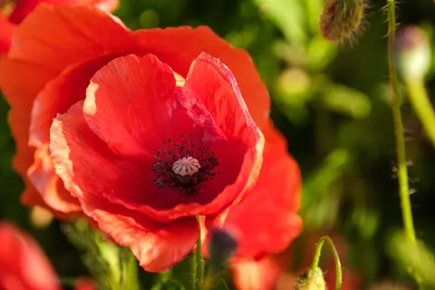 Fond d'écran Champ de coquelicots 4K · flowers · 3840×2560