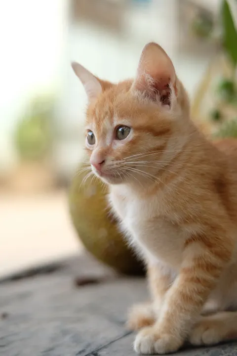 Fond d'écran mobile Chaton · pets · 1440×2160