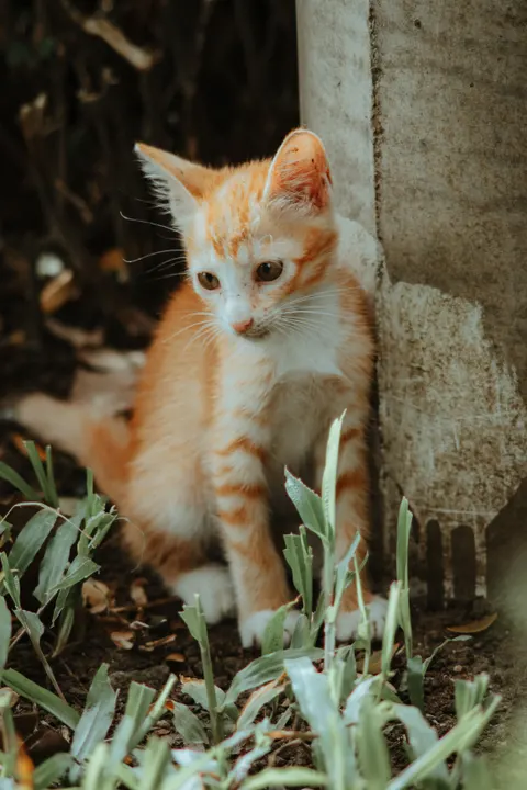 Котёнок обои для телефона · pets · 1440×2160