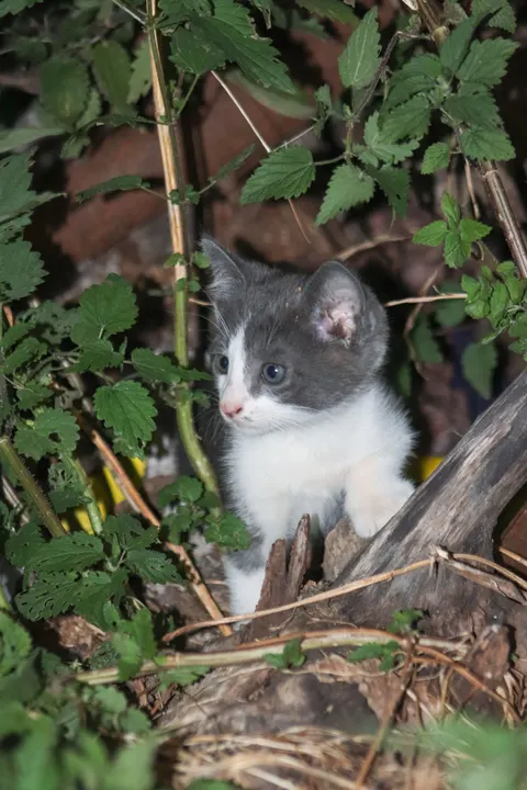 Kitten Phone Wallpaper · pets · 1440×2160