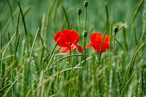 Poppy Field 4K Wallpaper · flowers · 3840×2550