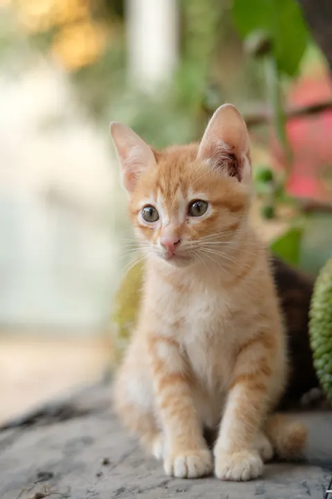 Anak Kucing Wallpaper HP · pets · 1440×2160