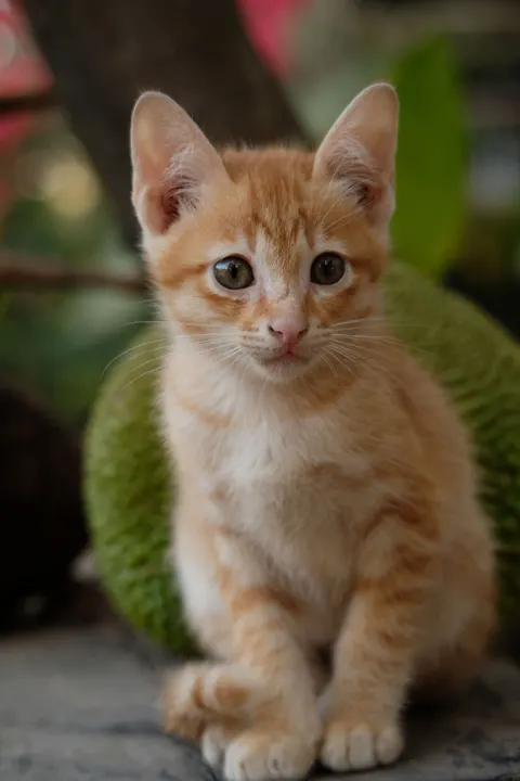 Kitten Phone Wallpaper · pets · 1440×2160
