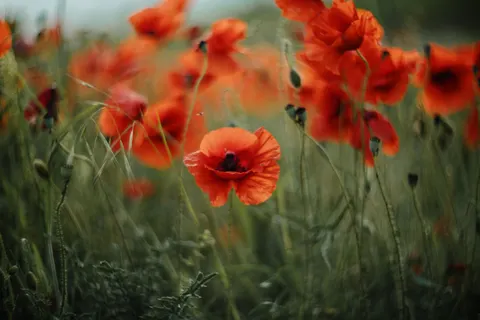والپیپر دشت شقایق با کیفیت 4K · flowers · 3840×2560