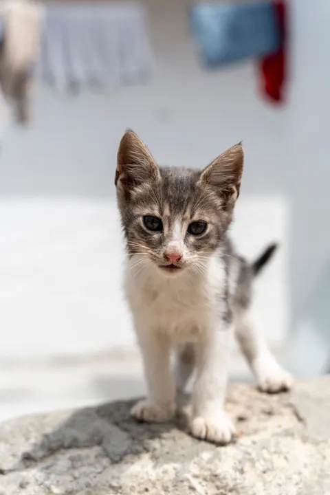 Kitten Phone Wallpaper · pets · 1440×2159
