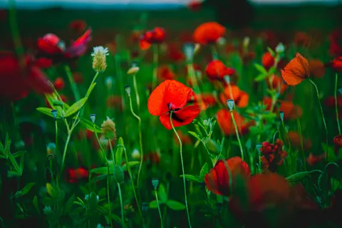 خلفية حقل الخشخاش بدقة 4K · flowers · 3840×2560