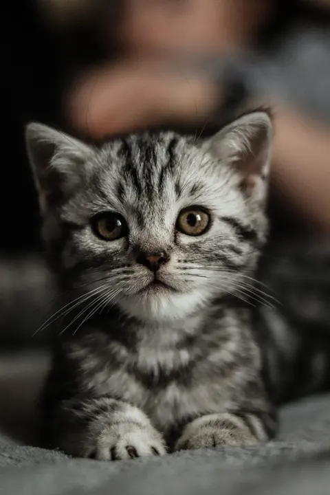 Kitten Phone Wallpaper · pets · 1440×2160