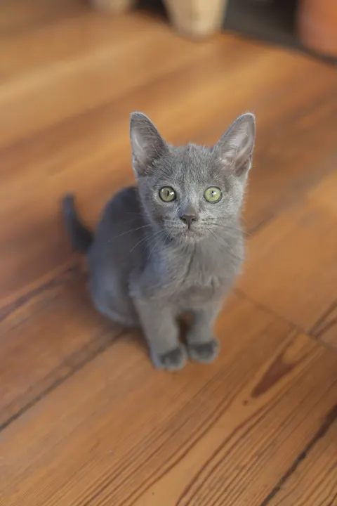 Kitten Phone Wallpaper · pets · 1440×2160