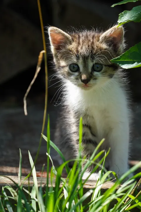 Kitten Phone Wallpaper · pets · 1440×2160
