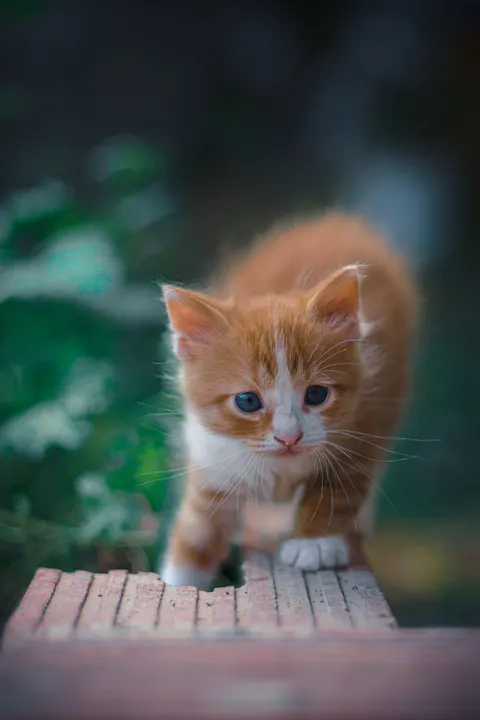 Kitten Phone Wallpaper · pets · 1440×2160