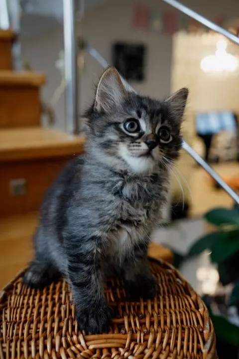 Kitten Phone Wallpaper · pets · 1440×2160