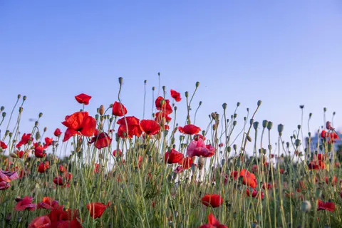 Poppy Field 4K Wallpaper · flowers · 3840×2560