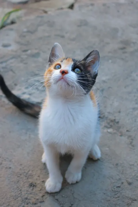 Kitten Phone Wallpaper · pets · 1440×2160