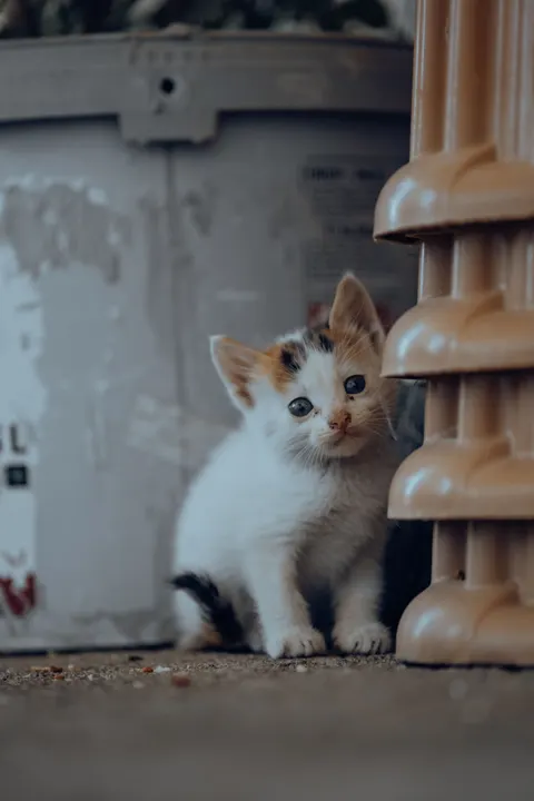 Kitten Phone Wallpaper · pets · 1440×2160