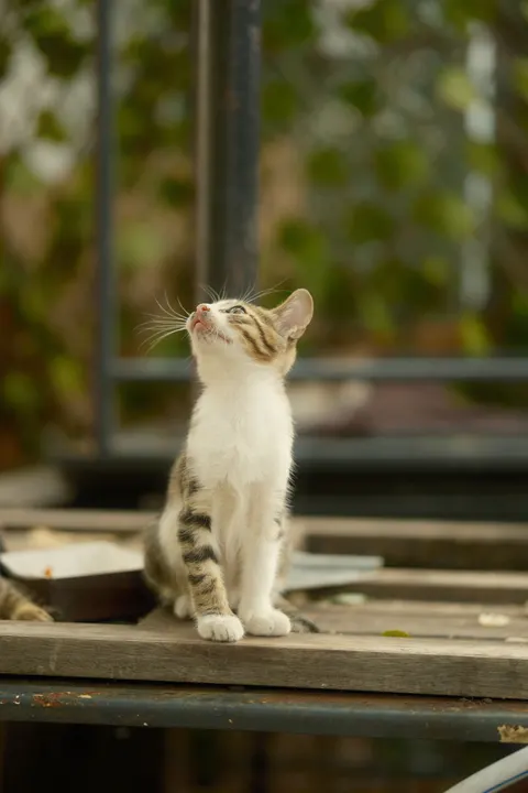 Kitten Phone Wallpaper · pets · 1440×2160