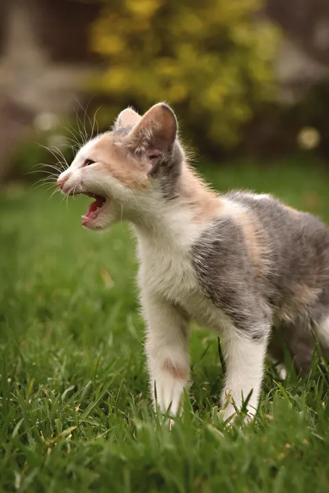 Kitten Phone Wallpaper · pets · 1440×2160