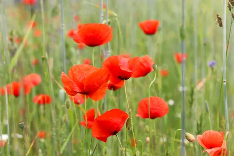 罌粟花田 4K桌布 · flowers · 3840×2560