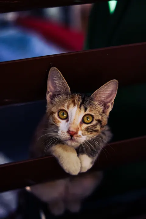 Anak Kucing Wallpaper HP · pets · 1440×2160