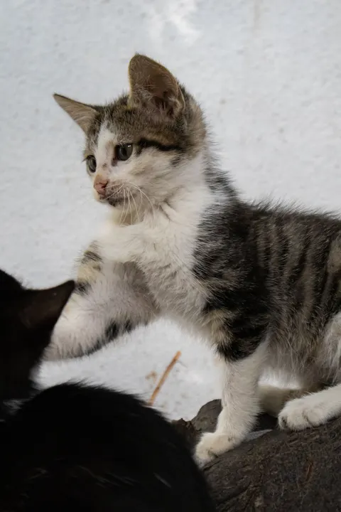 Kitten Phone Wallpaper · pets · 1440×2160