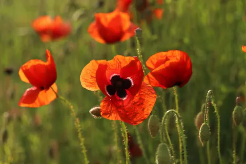 पॉपी का खेत 4K वॉलपेपर · flowers · 3840×2560