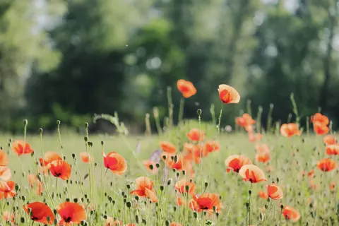 Papel de parede Campo de papoulas 4K · flowers · 3840×2560