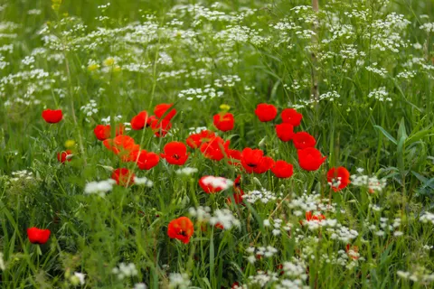 والپیپر دشت شقایق با کیفیت 4K · flowers · 3840×2560