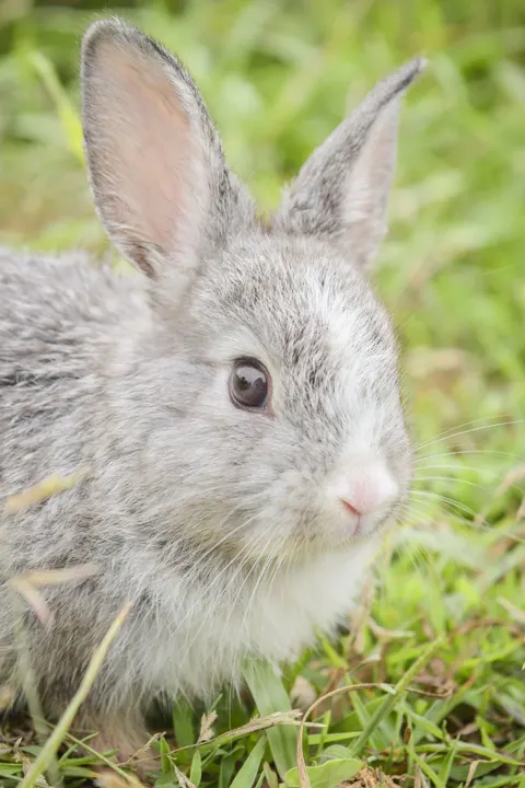 Bunny Phone Wallpaper · pets · 1440×2160