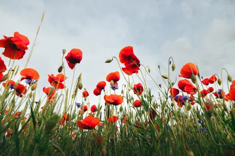 خلفية حقل الخشخاش بدقة 4K · flowers · 3840×2560